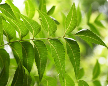 Аюрведа: Лекарственное дерево ним (neem).