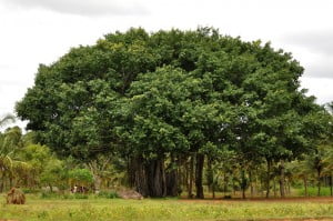 Баньян - национальное дерево Индии
