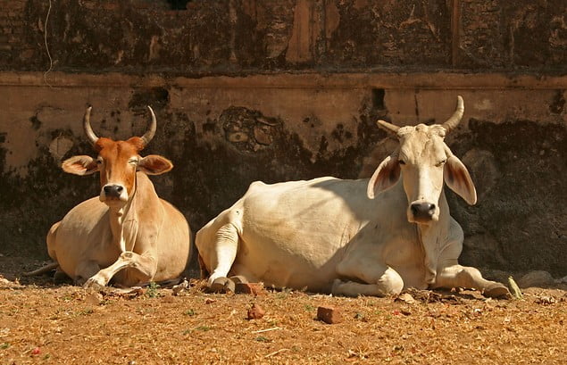 Почему корова стала священным животным для индийцев